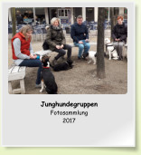 Junghundegruppen Fotosammlung 2017