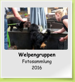 Welpengruppen Fotosammlung 2016